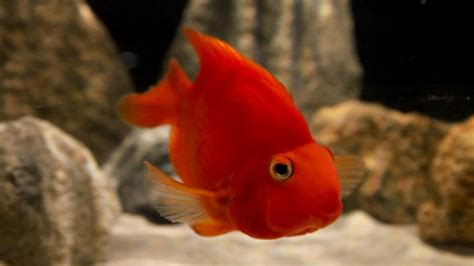 血鸚鵡溫度|血鸚鵡 (財神魚)飼養教學及注意－我愛家｜痞客